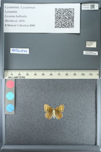 Media type: image;   Entomology 183554
